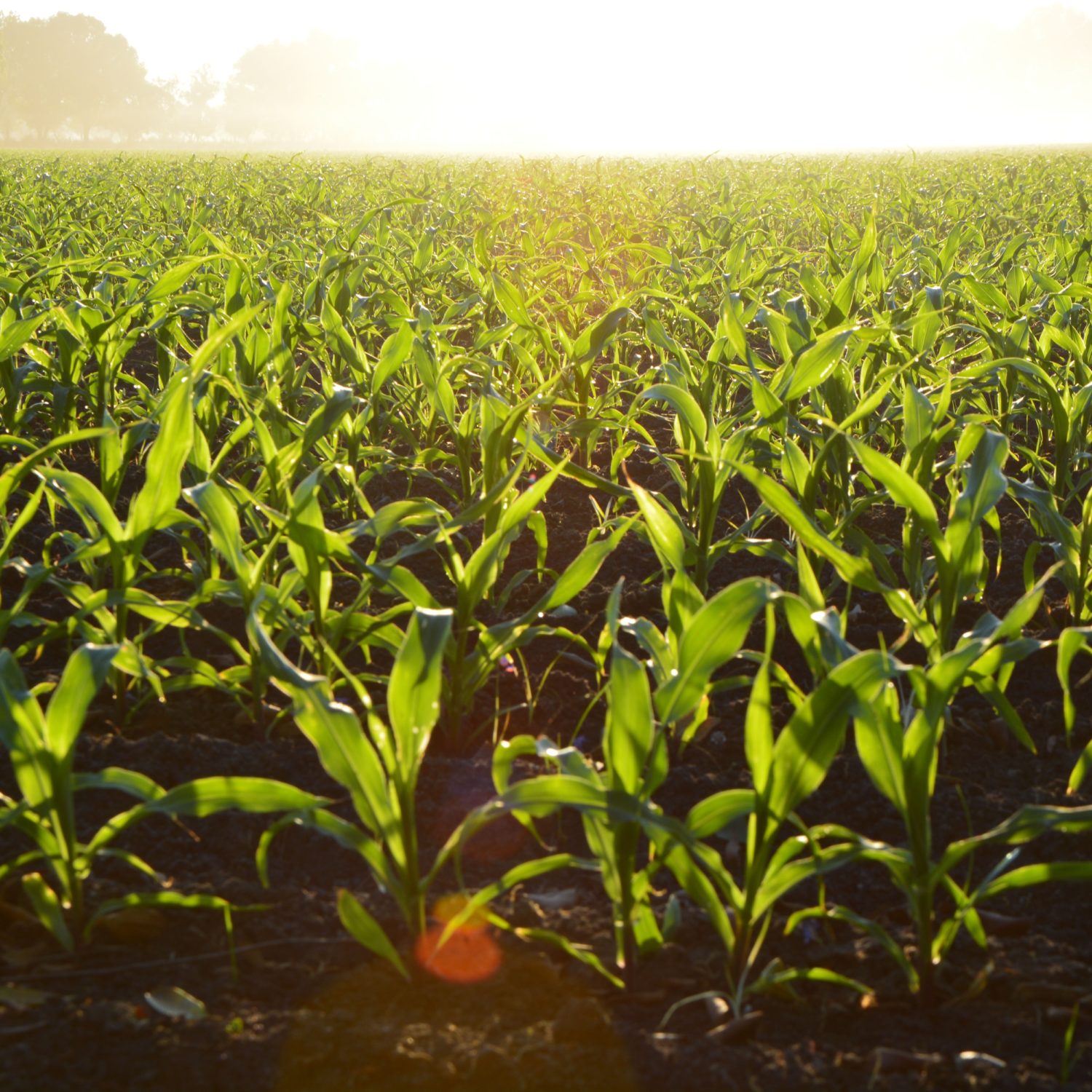 Corn field in the morning